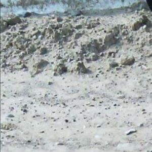 Meet your Posher, Palemon